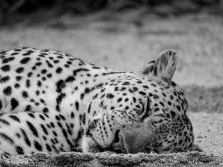 Close up of a mature male leopard sleeping in the sand at the Sabi Sands Game Reserve, Kruger,...