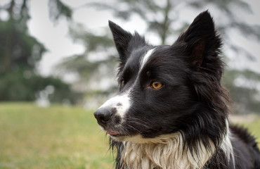 A dirty and wet border collie puppy posing happy in the countryside