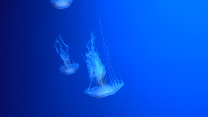 Beautiful jellyfish moving through the water neon lights