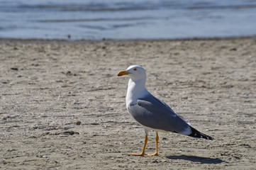 seagull on the beach