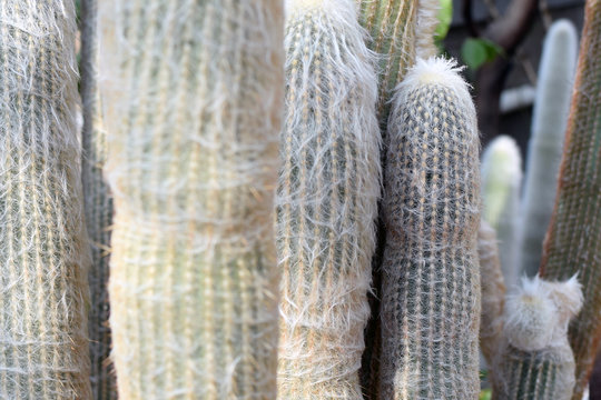 Espostoa lanata, also known as Peruvian old man cactus and cotton ball cactus. Selective focus.