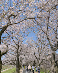 Obraz premium 京都八幡市 背割り堤の桜