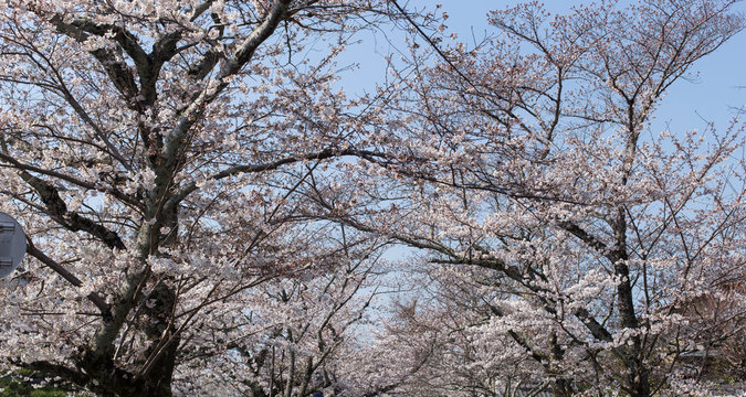 Cherry Blossom Trees along of Philosophe's path in Kyoto for backgrounds