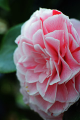Camellia japonica flower. Vertical close up image.