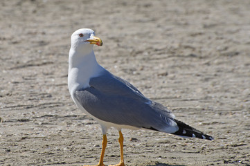 seagull on the beach