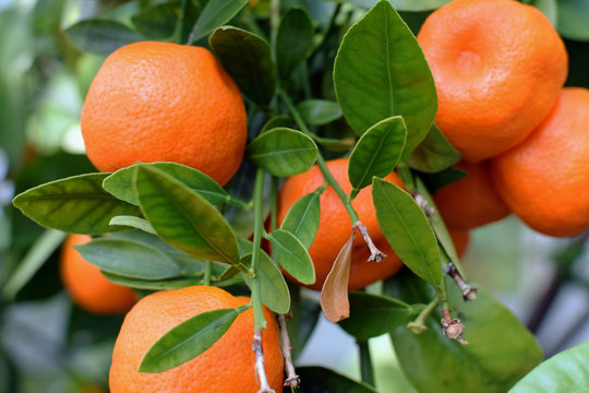 Bunch of ripe mandarins in mandarin orange tree.