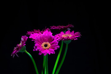 Purple Gerbera Bouquet - isolated - dark background