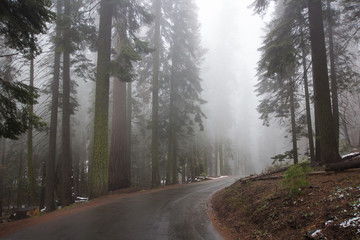 Road in the fogge Giant Forest. Sequoia National Park.