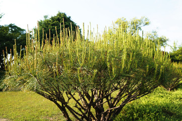 하늘을 향한 소나무