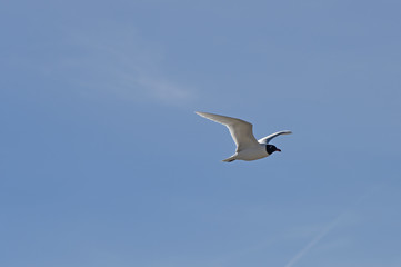 Fototapeta na wymiar seagull flying on blue sky