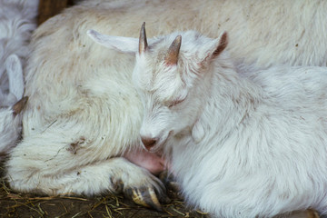 Goat with a goat sleeping