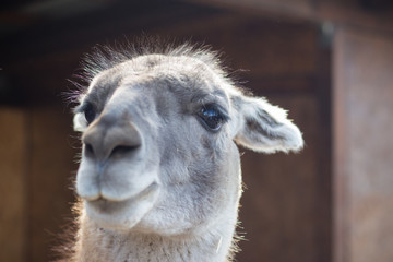 Llama close up