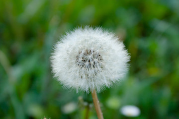 Beauty Pollen at the garden