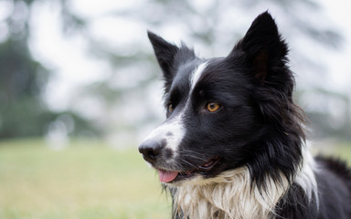 A dirty and wet border collie puppy posing happy in the countryside