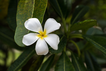 Obraz na płótnie Canvas Exotic white flower in tropical rainforest