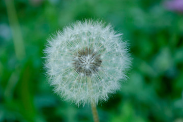 Beauty Pollen at the garden