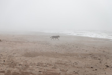 dog running around the sea in mist