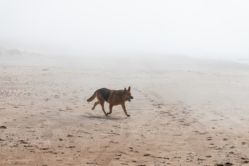 Fototapeta na wymiar dog running around the sea in mist