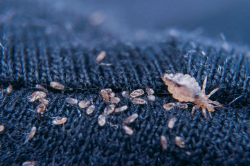 Macro of male and female chewing louse