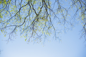 Thin spring twigs of a tree against a blue sky.