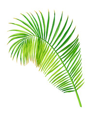 Obraz premium Tropical green coconut palm leaf. Watercolor hand drawn painting illustration isolated on a white background.