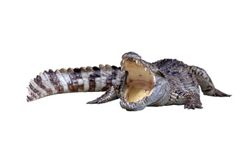 An wide open mount crocodile