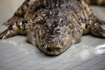 A front view of crocodile on the floor