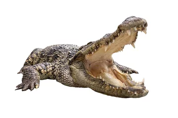Fotobehang Een wijd open krokodil © next143