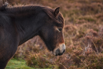 Fototapeta premium An Exmoor Pony, seen on Porlock Hill in Somerset, England, UK