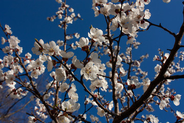Beauty flower in the garden