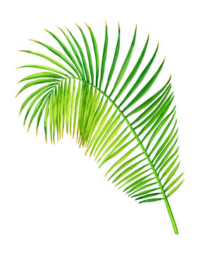 Tropical green coconut palm leaf. Watercolor hand drawn painting illustration isolated on a white background.