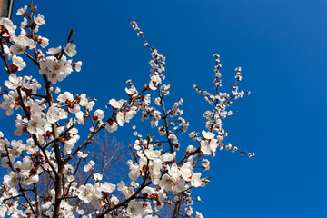 Beauty flower in the garden
