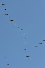 cranes on blue sky