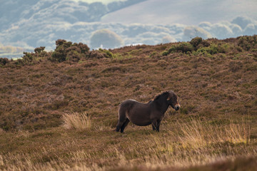 Obraz na płótnie Canvas An Exmoor Pony, seen on Porlock Hill in Somerset, England, UK