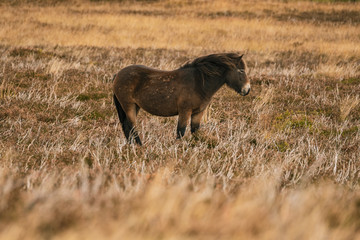 An Exmoor Pony, seen on Porlock Hill in Somerset, England, UK