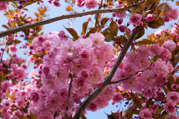 Beauty flower in the garden