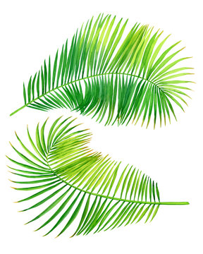 Set of tropical green coconut palm leaves. Watercolor hand drawn painting illustration isolated on a white background.