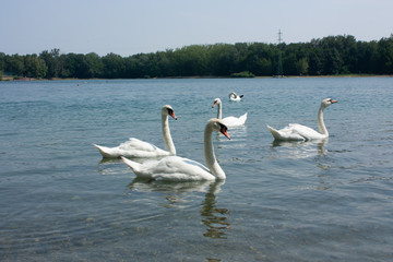 Cute swan on the river