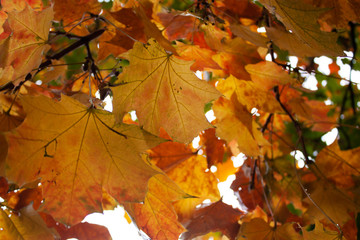Beauty leaf in the garden