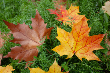 Beauty leaf in the garden
