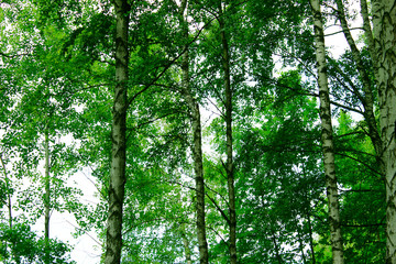 Birch Grove Close Up. Cropped Shot Of A Forest. Abstract Nature Background. Birch Trees Background.