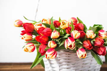 Background with tulip bunch in a basket. Mothers day gift concept.