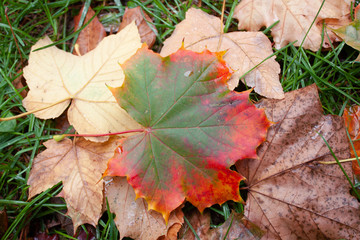 Beauty leaf in the garden