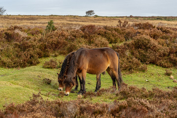Wild Exmoor Ponies, seen on Porlock Hill in Somerset, England, UK