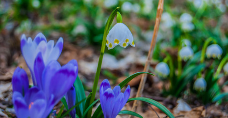 Saffron "Crocus vernus" beautiful blue autumn wild flower.