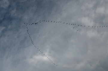 Silhouettes of flying geese in V formation