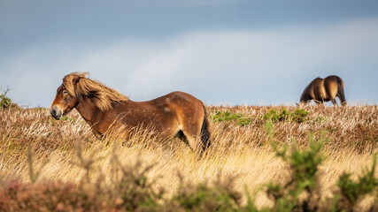 Wild Exmoor Ponies, seen on Porlock Hill in Somerset, England, UK