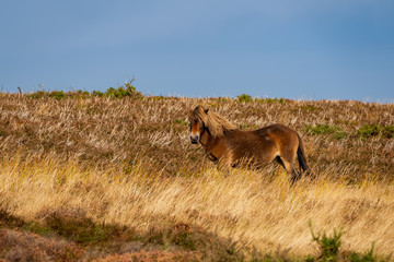 An Exmoor Pony, seen on Porlock Hill in Somerset, England, UK