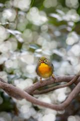 Bird with bokeh in the background 