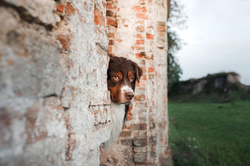 The dog looks out at the brick wall. Pet in nature, at the ruins of the castle. Australian Shepherd on a walk, traveling